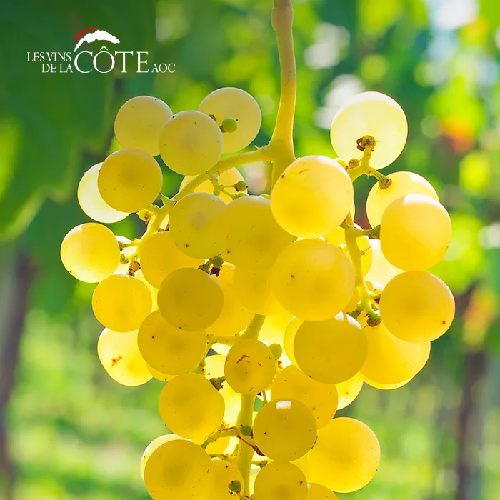 Post Instagram : grappe de raisin blanc en contre-jour avec le logo Les Vins de La Côte